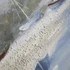 Kép 5/6 - Kép hajók vászon, fenyő 100x3,5x100 cm színes 2 féle