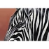 Kép 4/4 - Kép zebra alumínium, mdf 80x3x160 cm fekete, fehér
